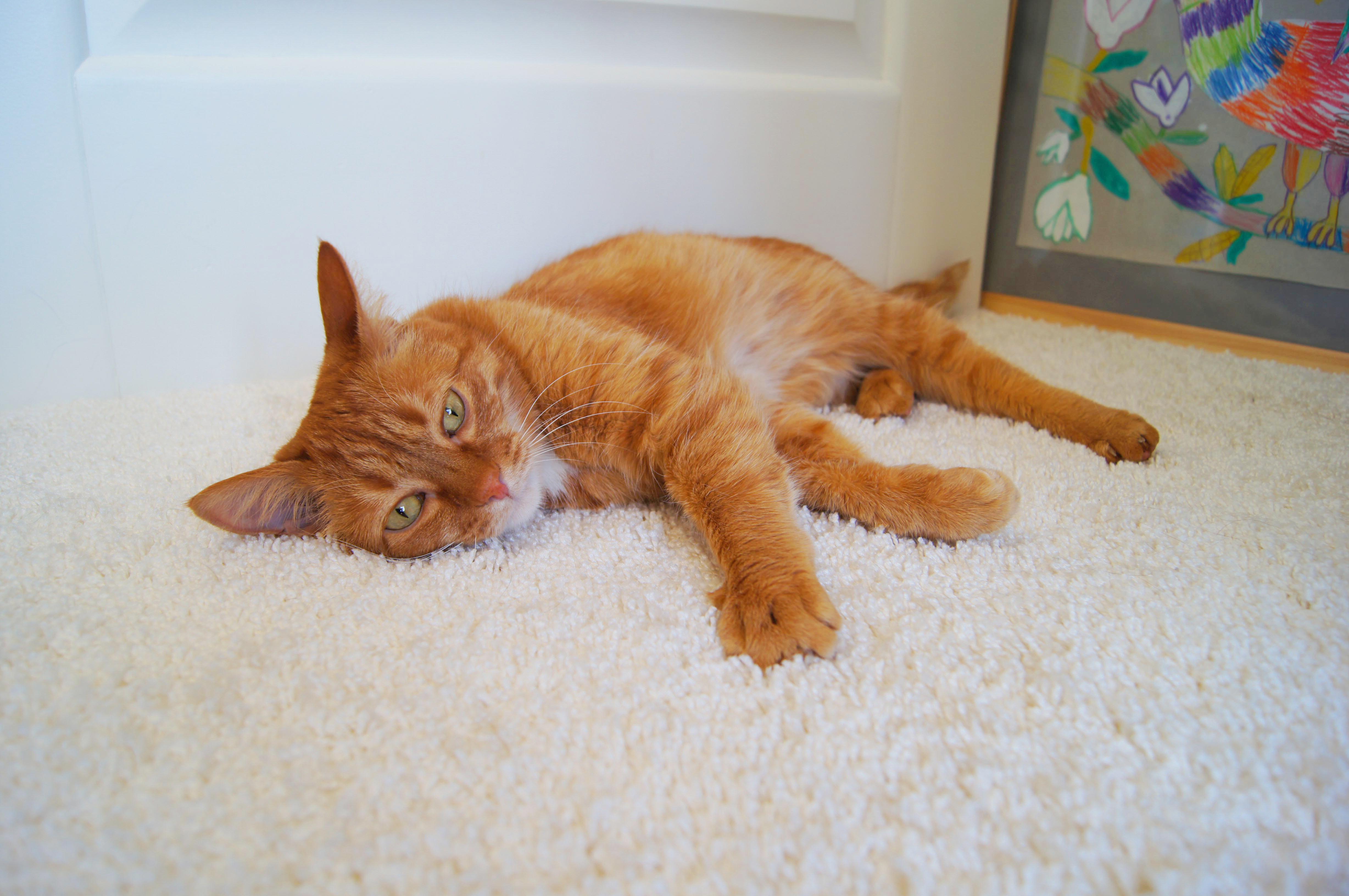 Ковролин "Зартекс" Amarena 140 бежевый (4м) — купить в Казани